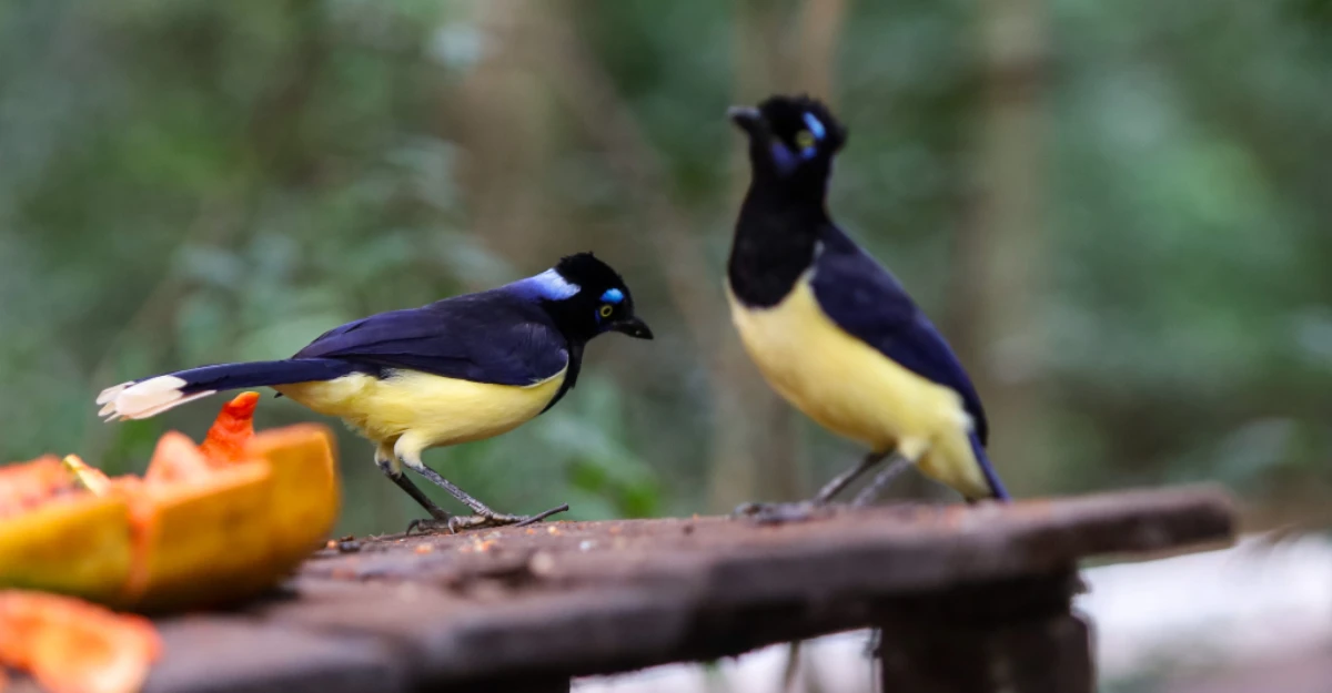 ‘Jurássico Condor’, oficinas e mais: confira a programação da Semana do Meio Ambiente em Maringá