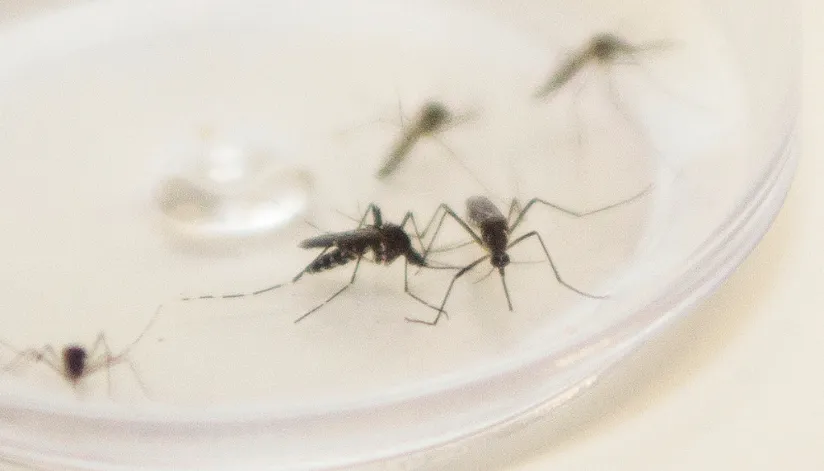 Maringá tem a terceira regional de saúde com mais casos de dengue no Paraná