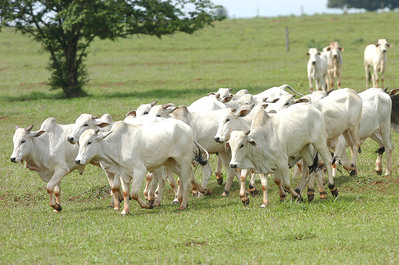 Secretaria da Agricultura orienta produtores sobre casos de raiva bovina