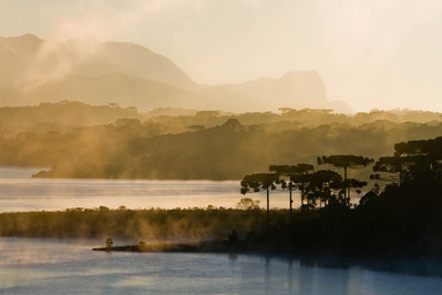 Paraná vai começar inventário das florestas