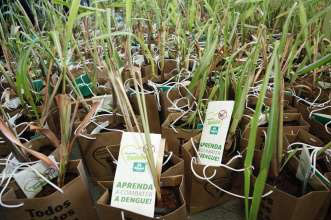 Ação do Plantando Saúde no Conjunto Guaiapó será nesta quinta-feira (2).