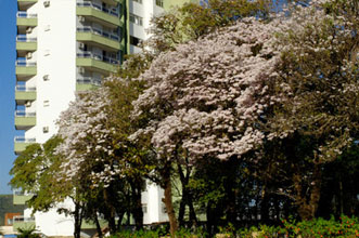 Estado capacita municípios para um correto plano de arborização urbana