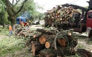 Cerca de 550 árvores condenadas são removidas por mês em Maringá