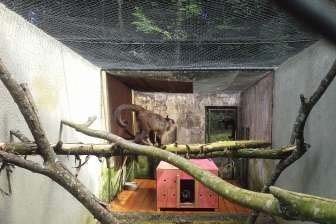 Macacos-prego são transferidos para Zoológico de Curitiba