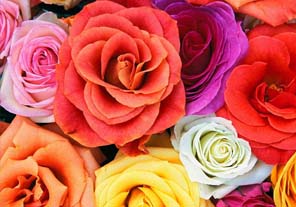 Preço das flores pode variar até 442%, revela pesquisa Preço das flores pode variar até 442%, revela pesquisa