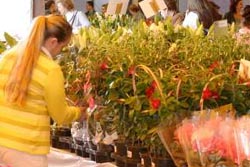 Expoflores oferece mais de 200 espécies de flores e plantas