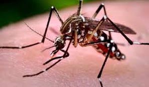 Maringá registra 1.281 casos de dengue e está em estado de epidemia