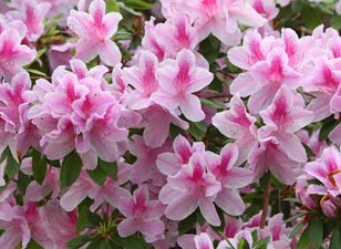Primavera está chegando. Hora de escolher as melhores espécies para o jardim