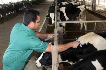 Vacinação contra febre aftosa segue até dia 30 com reforço na fiscalização