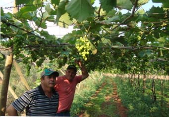 Ceasas buscam aproximar agricultores e atacadistas