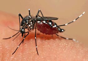Saiba o que é o Zika vírus, conheça os sintomas e como prevenir a doença