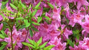 Veja dicas de espécies para cultivar nas estações frias, garantindo um jardim exuberante Veja dicas de espécies para cultivar nas estações frias, garantindo um jardim exuberante