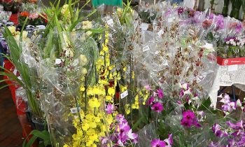 Preços das flores variam até 250% em Maringá, segundo pesquisa Preços das flores variam até 250% em Maringá, segundo pesquisa