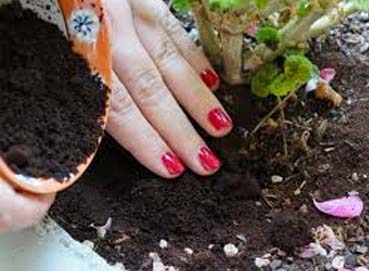 Veja dicas sobre como o jardim pode ajudar no combate ao Aedes Aegypti Veja dicas sobre como o jardim pode ajudar no combate ao Aedes Aegypti