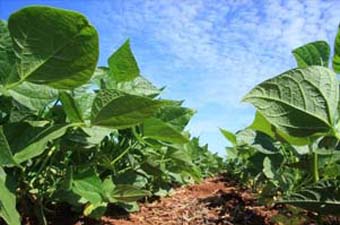 Faturamento bruto da agropecuária paranaense cresce 4% acima da inflação