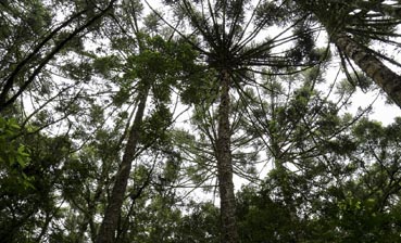 Símbolo do Paraná, araucária caminha para extinção