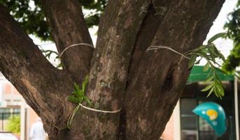 Orquídea é utilizada para eliminar criadouro do mosquito Orquídea é utilizada para eliminar criadouro do mosquito