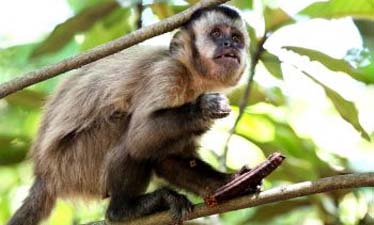 Meio Ambiente promove controle epidemiológico de macacos-prego