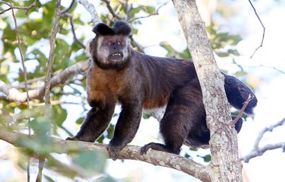 Surtos de febre amarela acaba em violência contra macacos