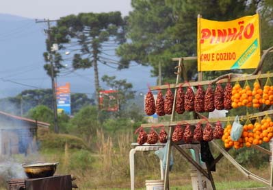 Colheita e venda do pinhão são proibidas até sexta-feira no Paraná