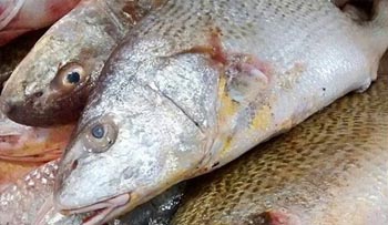 De acordo com pesquisa, diferença de preços no pescado varia até 84%