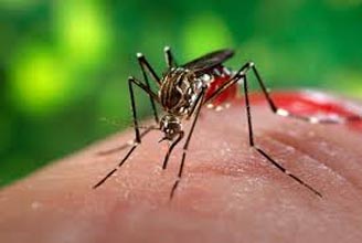 Saúde alerta para as diferenças entre dengue e chikungunya