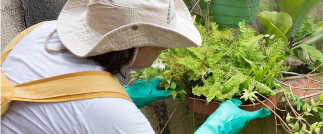 Casos de dengue recuam com programas de prevenção