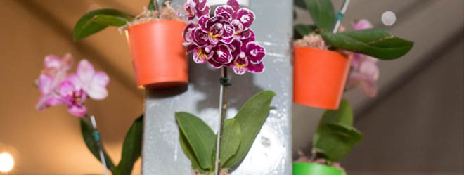 Expoflor oferece mais de 500 espécies de flores e plantas