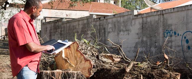 Tecnologia agiliza atendimento de serviços de poda e remoção de árvores