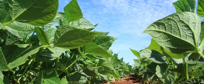 Estudos mostram que é possível reduzir uso de agrotóxicos