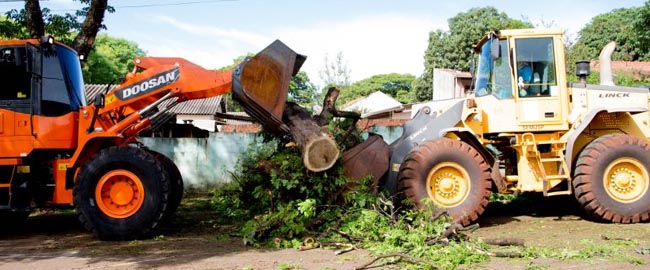 Ações para remoção de árvores são intensificadas após forte vento e chuva