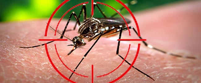 Dia D contra dengue tem início nesta terça-feira (17)