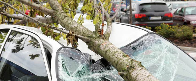 Quando o seguro protege o carro contra queda de árvores?