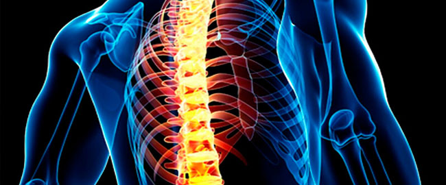 Você conhece a coluna vertebral? Exposição vai mostrar a anatomia do pilar que sustenta o corpo