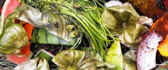 Lixo orgânico e saúde pública: a mudança pode começar dentro de casa