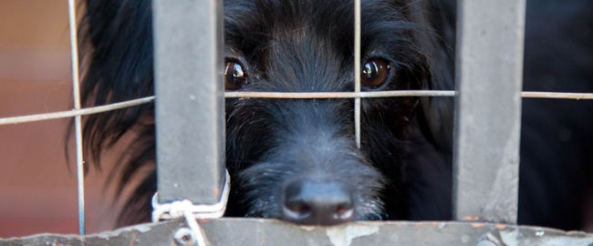 Moradora com mais de 70 cães terá feira de adoção especial