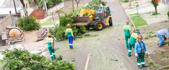 Remoção de árvores poderá ser feita por empresas credenciadas