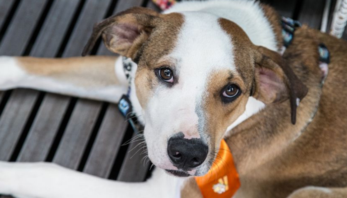 Ação integrada orienta para guarda responsável de animais