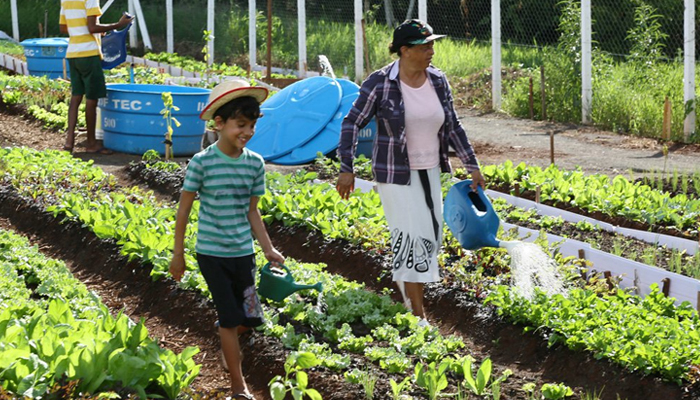 Capacitações aprimoram produção nas hortas comunitárias Capacitações aprimoram produção nas hortas comunitárias