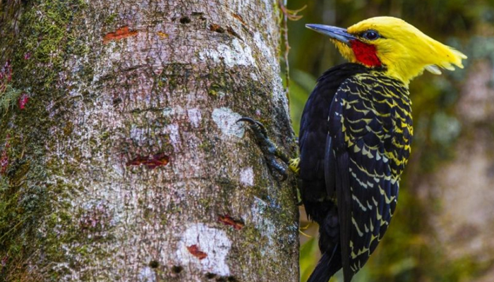 Abertas inscrições para observação de aves no Parque Ingá