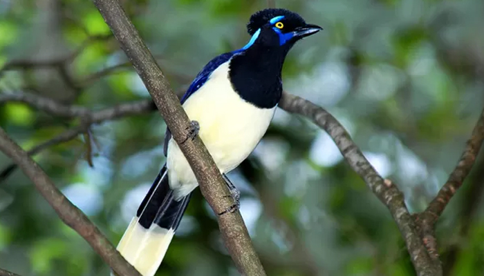 Abertas inscrições para observação de aves no Parque Ingá