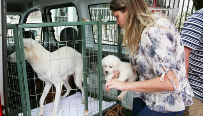 Em um ano, Prefeitura aplica R$ 22,5 mil em multas por maus-tratos a animais