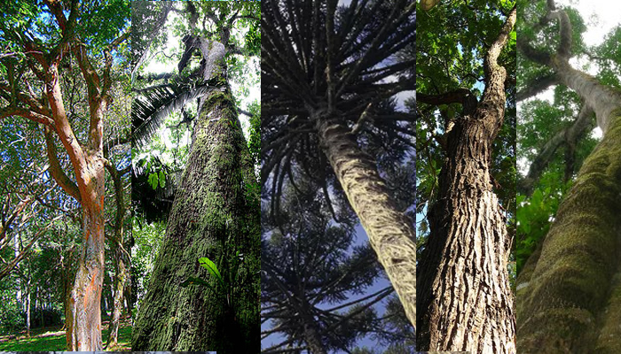 Dia da Árvore: Veja 7 espécies brasileiras ameaçadas de extinção