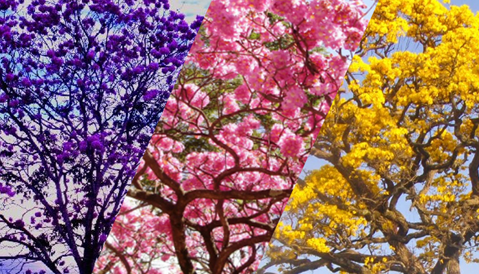 A florada do ipê e a rede social secreta da natureza