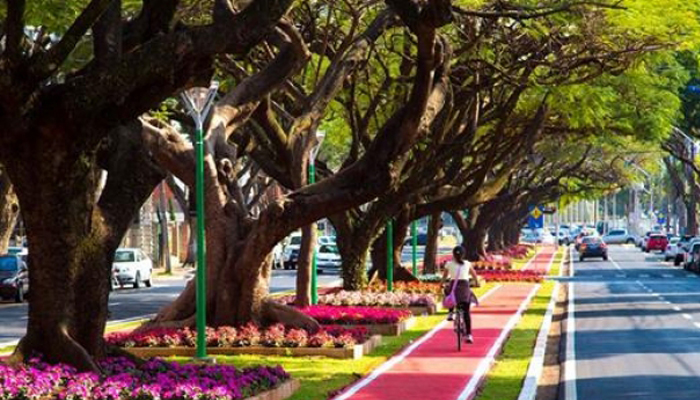 Plano de Arborização define 77 espécies para Maringá