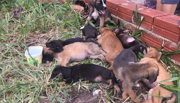 Sema alerta para o aumento de abandono de animais durante férias