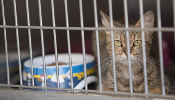 Castrações garantem saúde e controle populacional de animais de rua