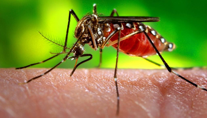 Combate ao Aedes Aegypti: prevenção e controle da Dengue, Chikungunya e Zika