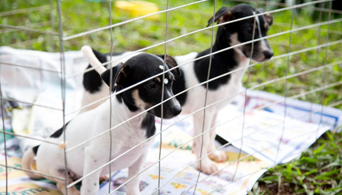 Bem-Estar Animal já atendeu 130 cães e gatos vítimas de abandono