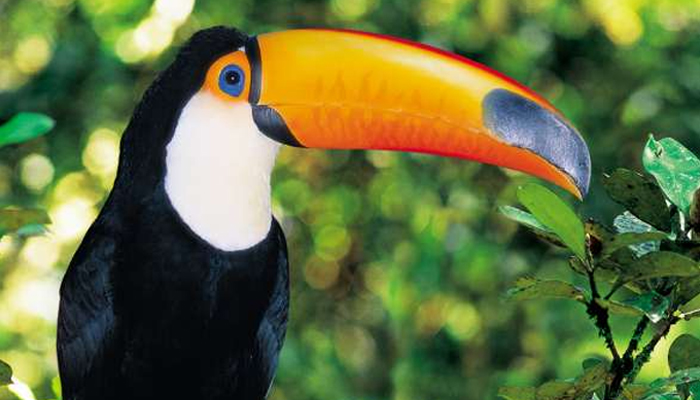 Biodiversidade de árvores reúne inúmeras espécies de aves na instituição